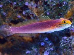 Bella Goby