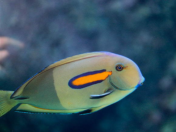 Orange shoulder tang