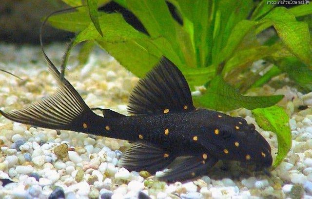 Mustard Spot Pleco – Aquatic Cove