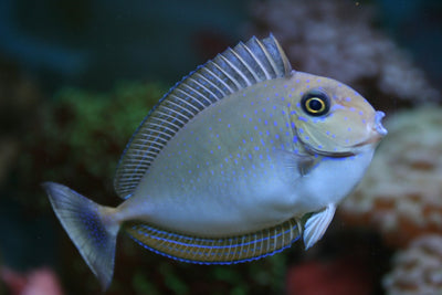Vlamingi Tang