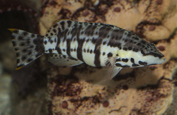 Harlequin Basslet