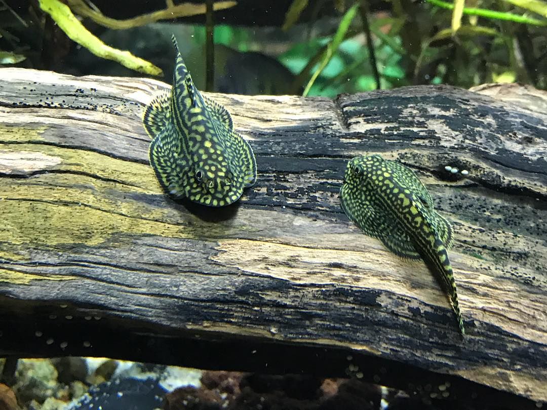 Hillstream Loach