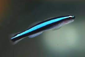 Neon Cleaner Goby