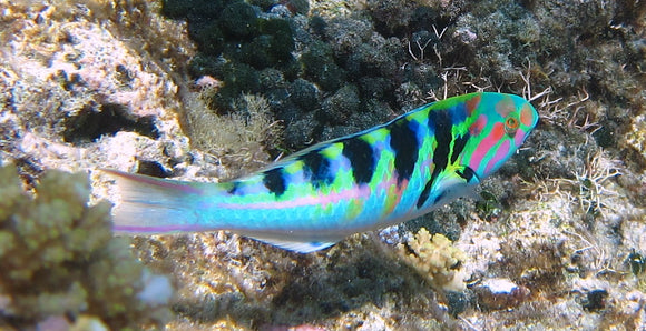 Hardwicke Wrasse