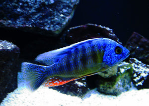 Taiwan Reef Cichlid