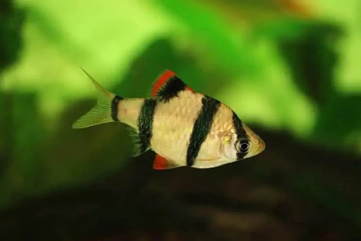 Tiger barbs