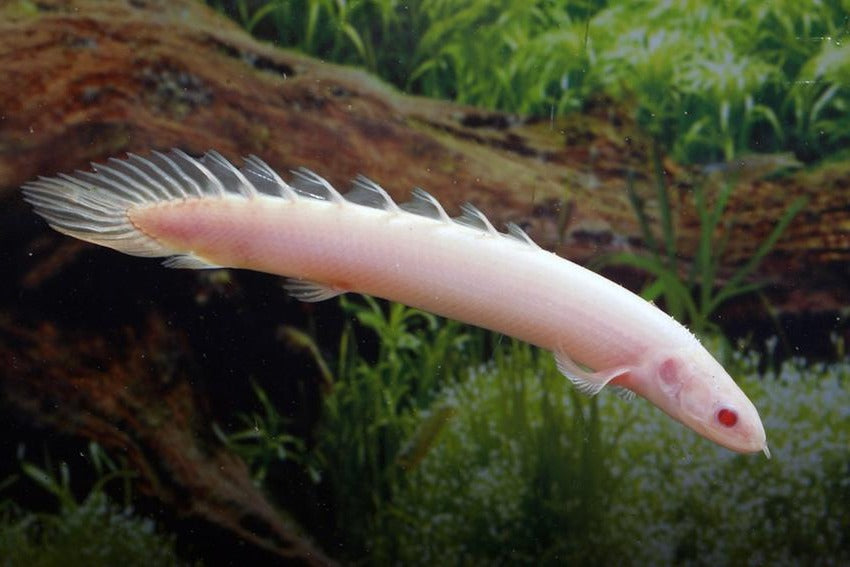 Albino Dinosaur Bichir