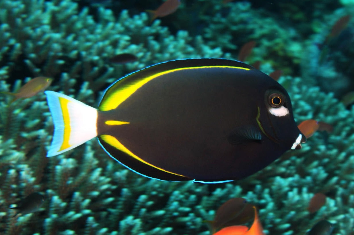 White Cheek Tang