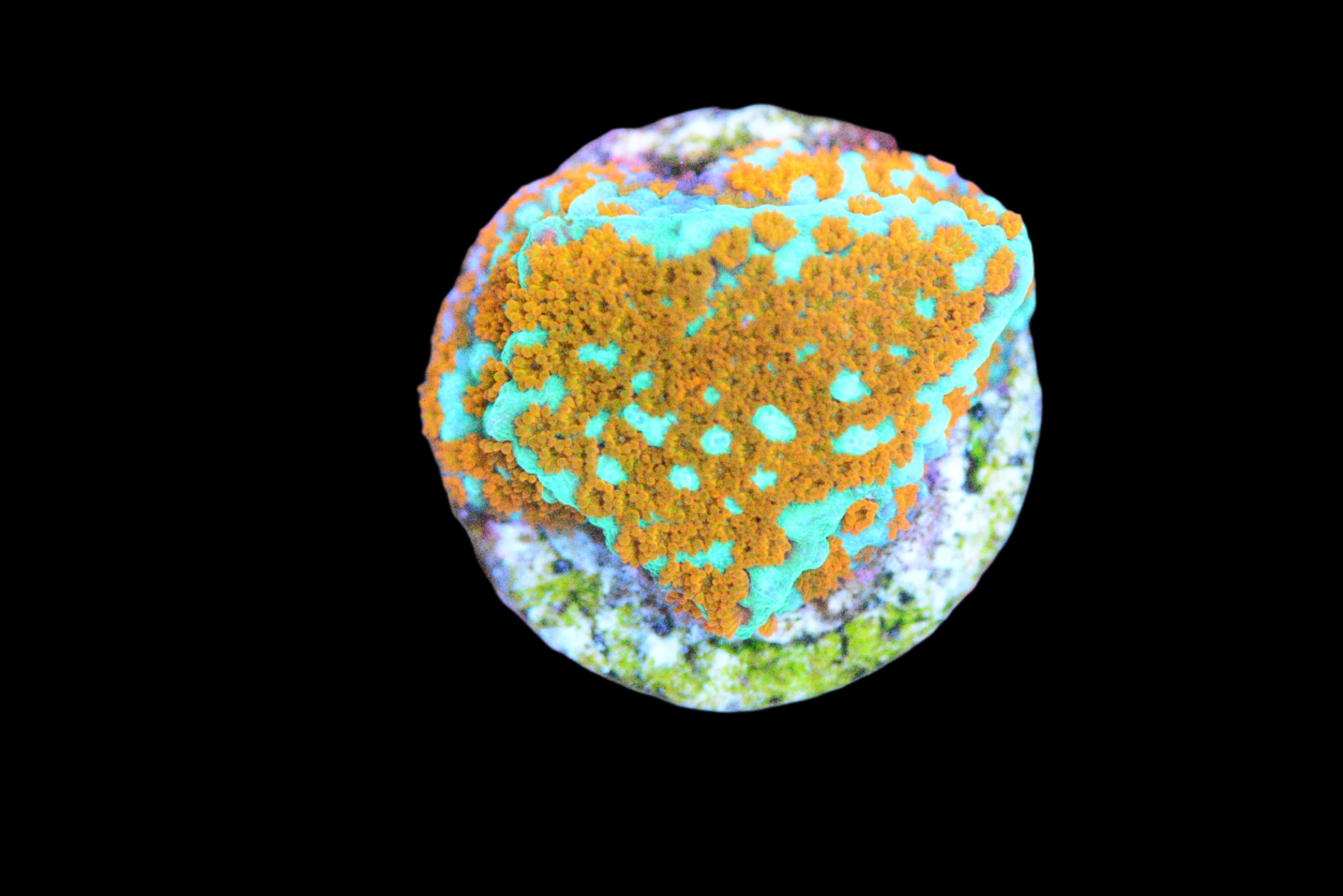 Aquaman Montipora Coral - WYSIWYG!