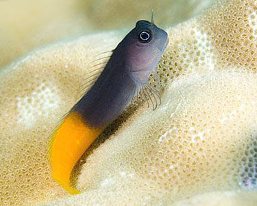 Bicolor Blenny Male