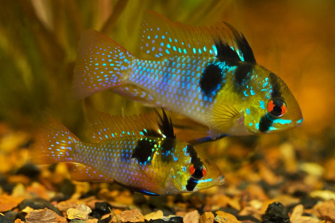German Blue Ram
