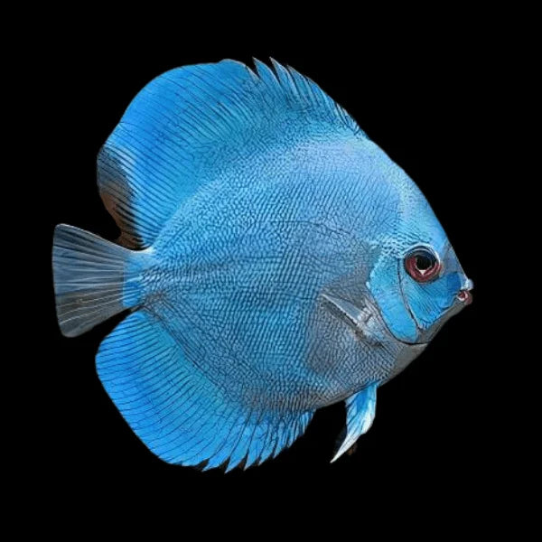 Blue Diamond Discus