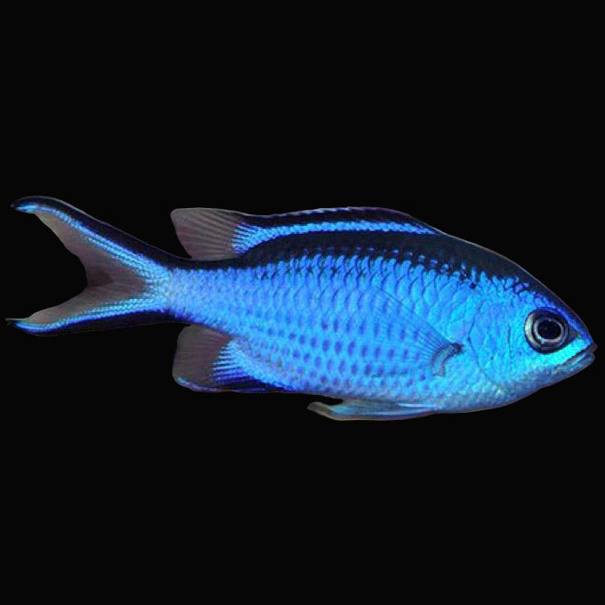 Blue Reef Chromis