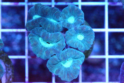 Blue Razz Candy Cane Coral - WYSIWYG!