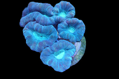 Blue Razz Candy Cane Coral - WYSIWYG!
