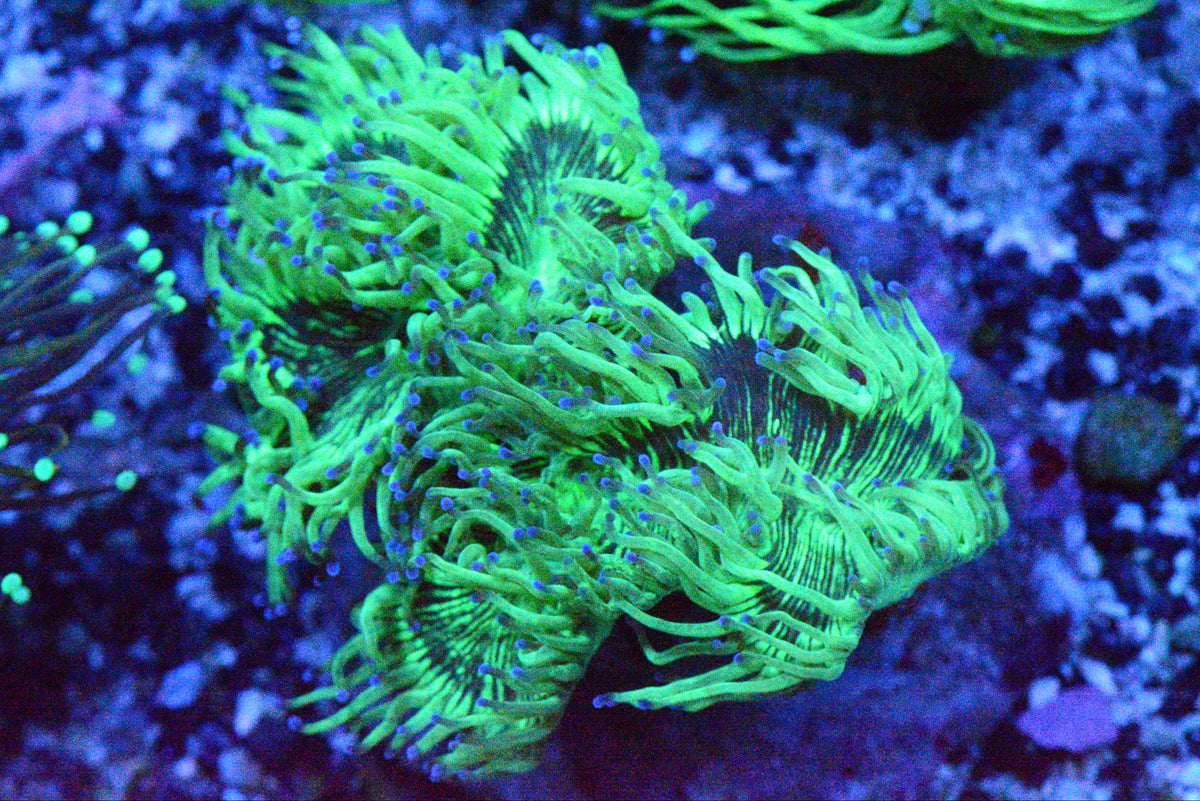 Blue Tip Elegance Coral  - WYSIWYG