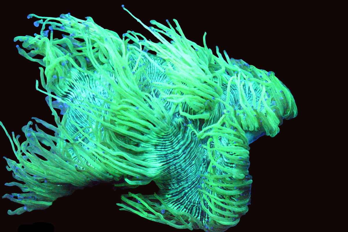 Blue Tip Elegance Coral  - WYSIWYG!