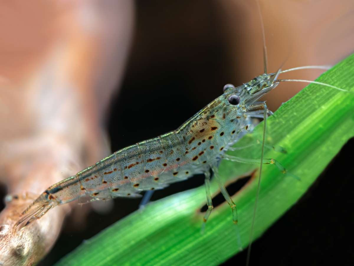 Amano Algae Eating Shrimp