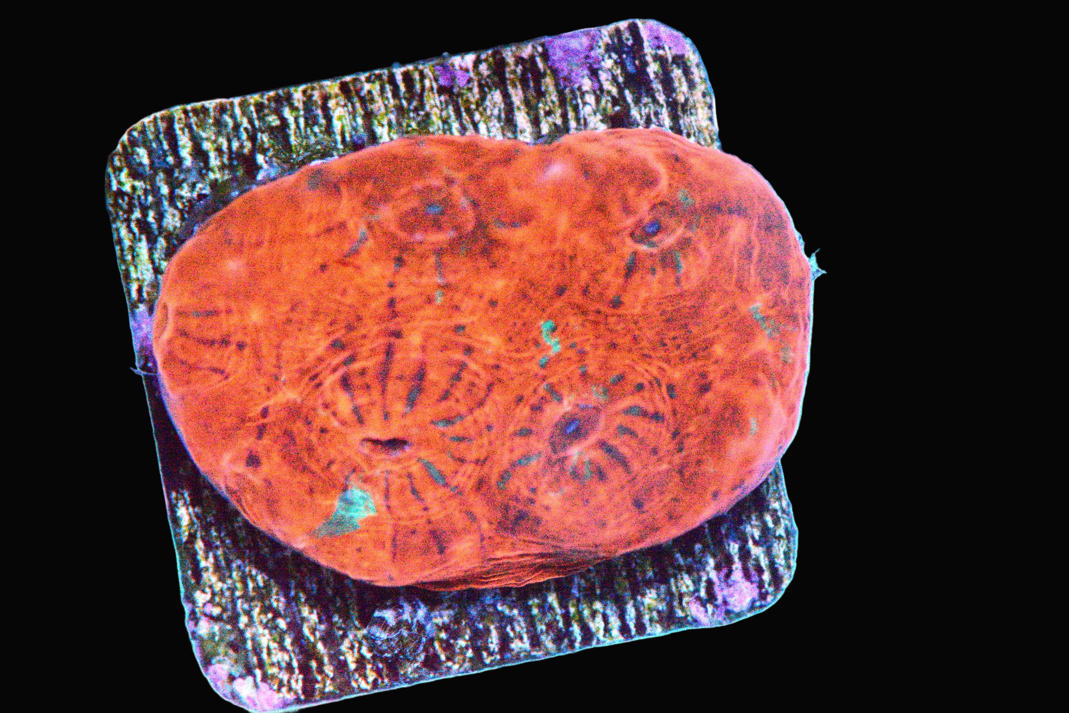 Red Chalice Coral - WYSIWYG!