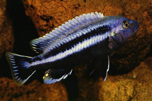 Chipokae Cichlid