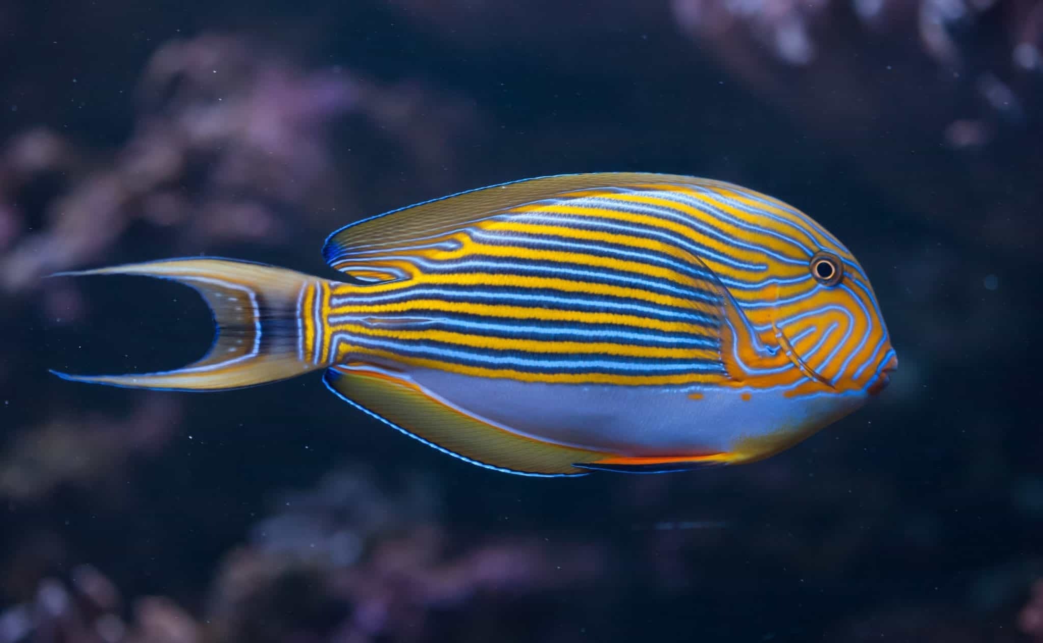 Clown Tang