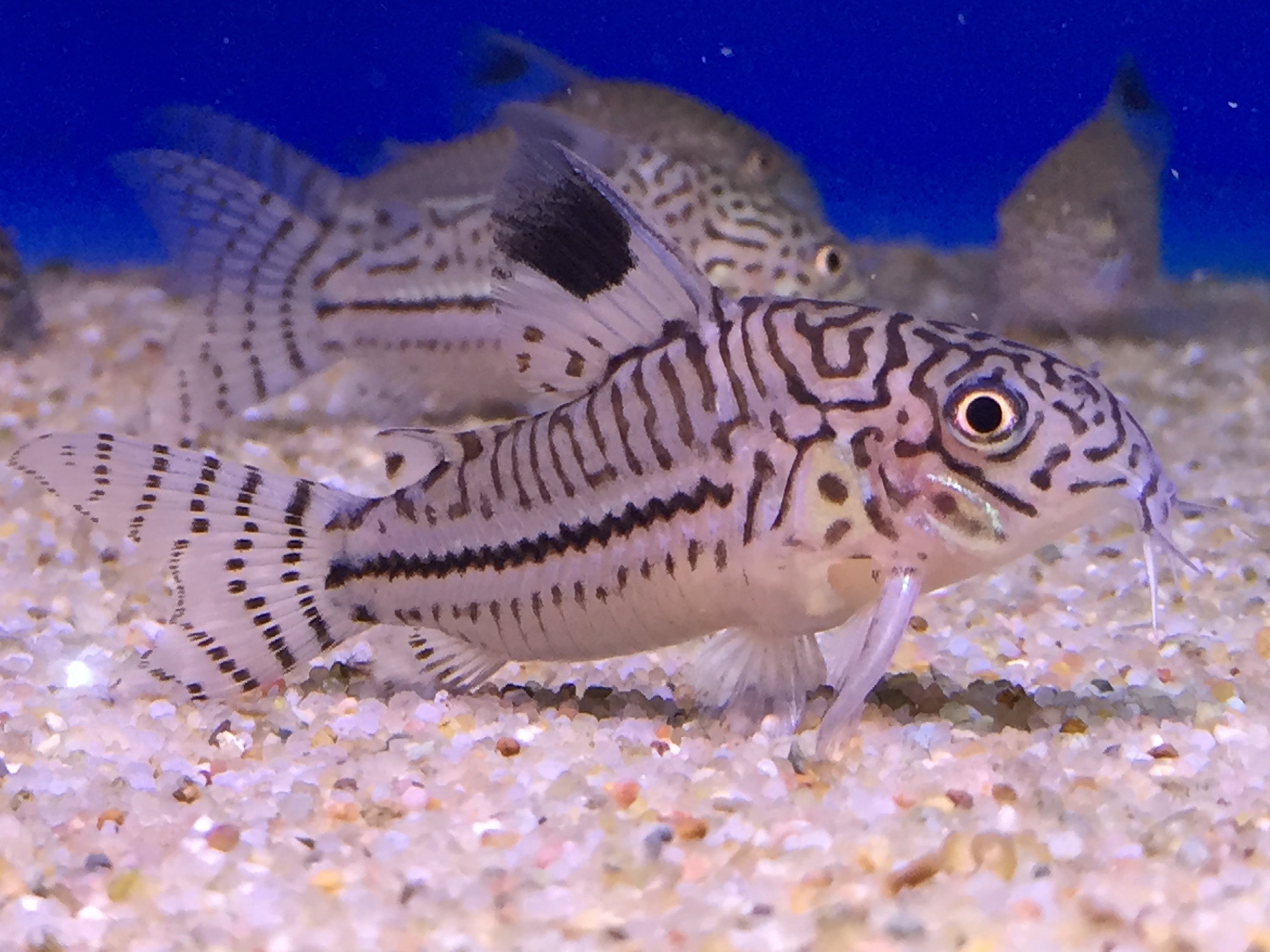Julii Corydoras