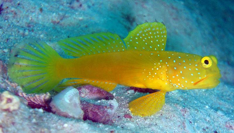 Yellow Watchman Goby