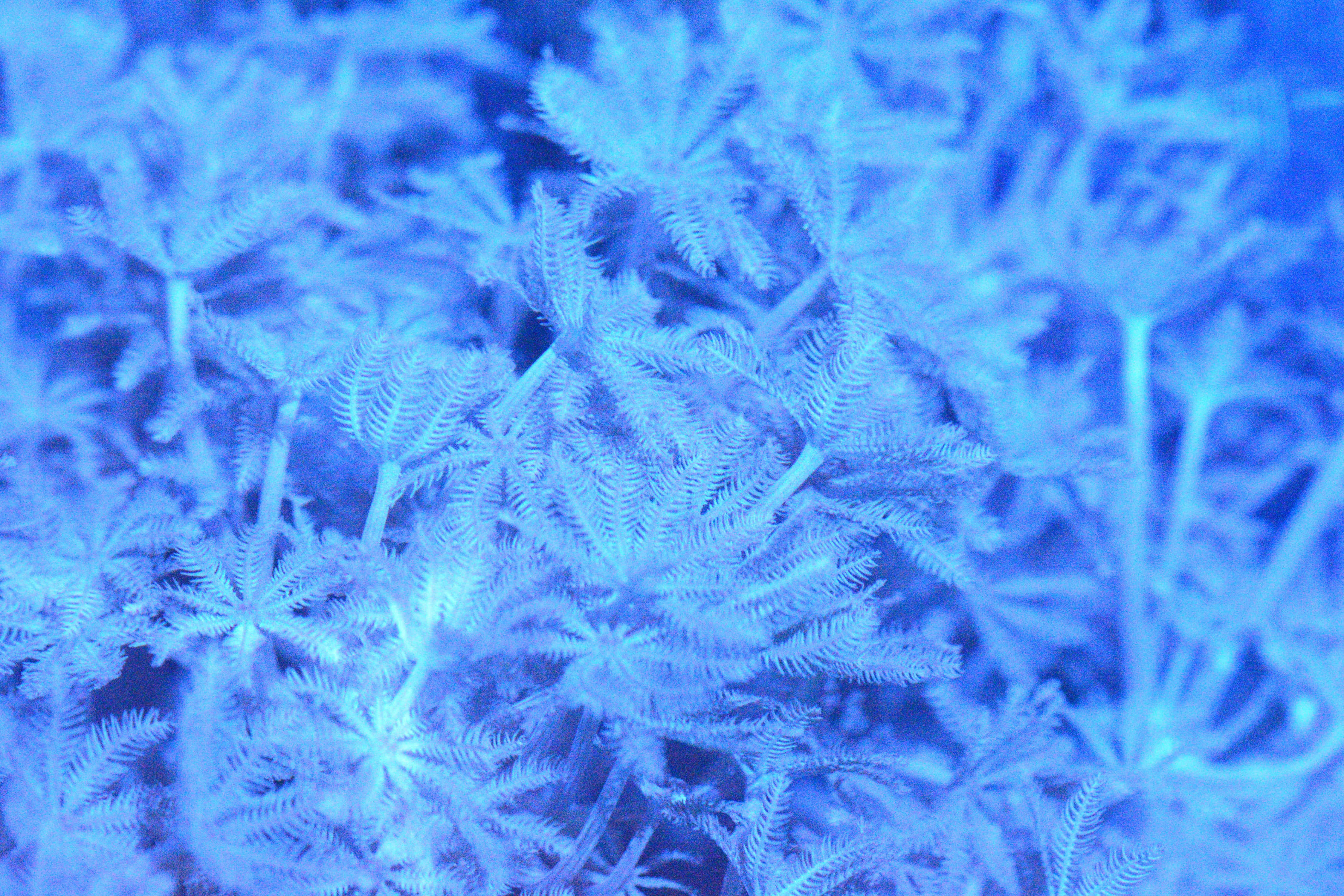 Blue Steel Xenia