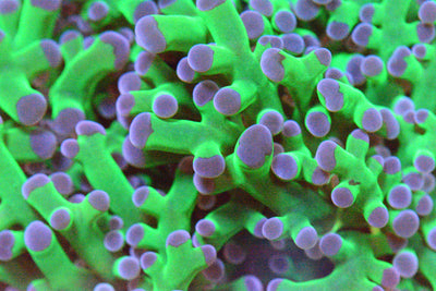 Frogspawn Coral