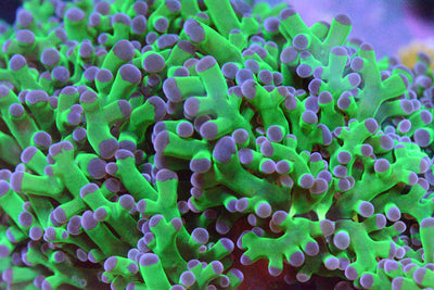 Frogspawn Coral