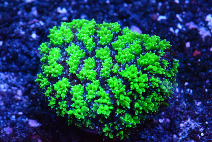 Beetlejuice Galaxea Coral - WYSIWYG!