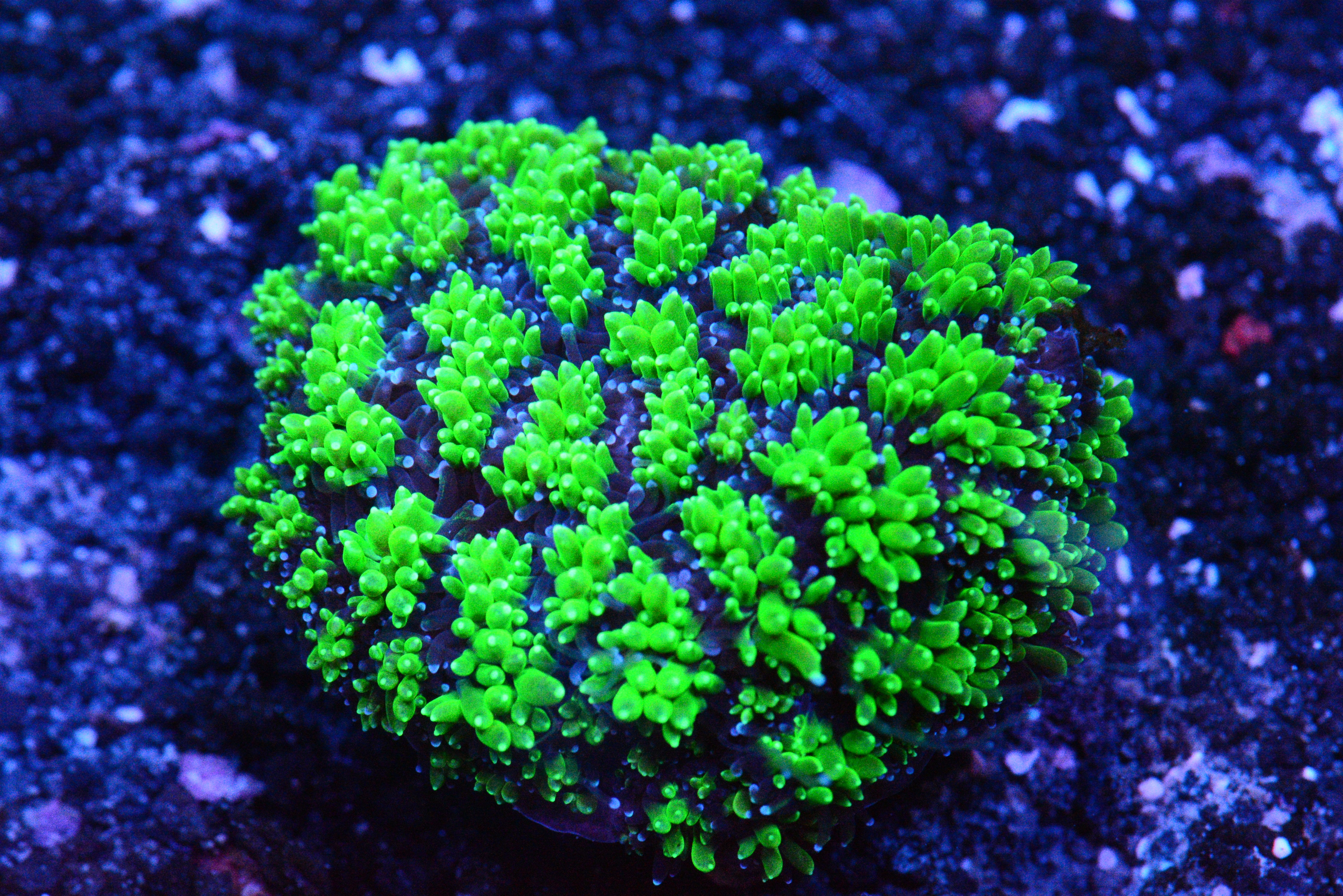 Beetlejuice Galaxea Coral - WYSIWYG!