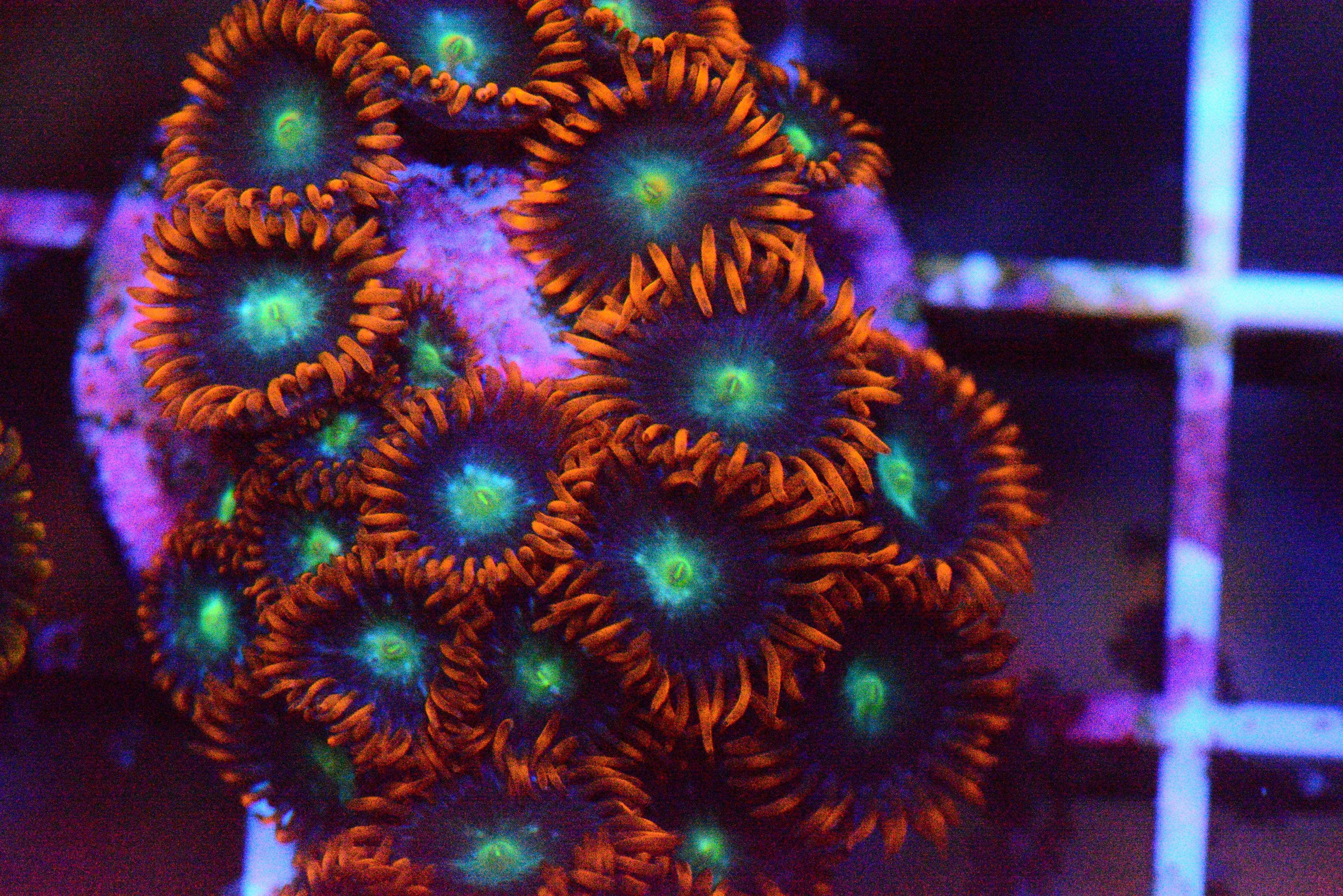 Quasar Zoanthid - Frag