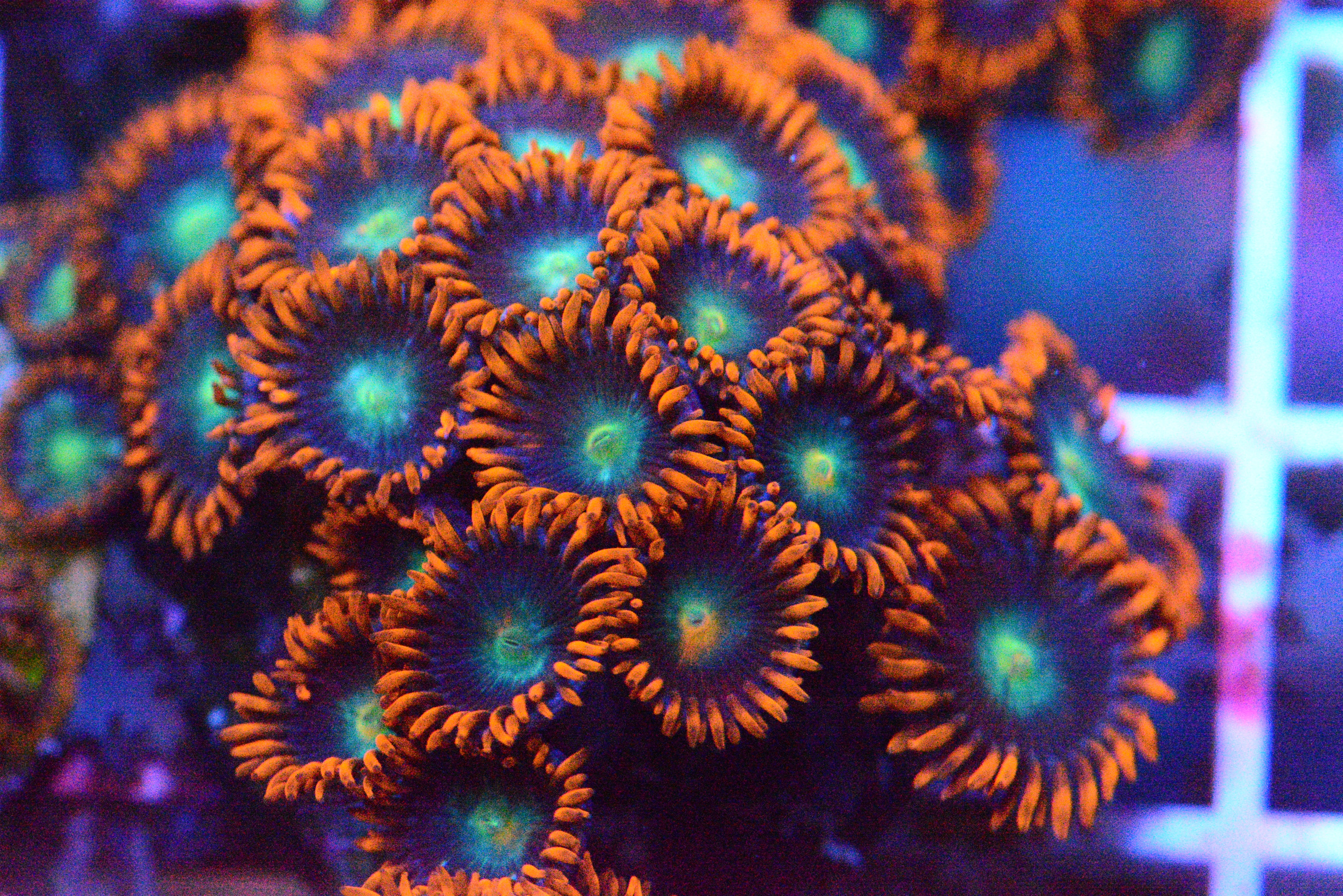 Quasar Zoanthid - Frag