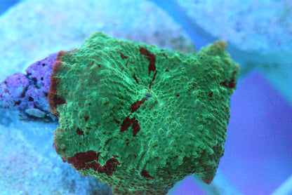 Jawbreaker Mushroom Coral Eclectus - WYSIWYG!