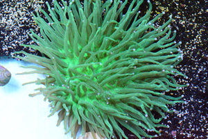 Long Tentacle Plate Coral: Heliofungia XL - WYSIWYG!