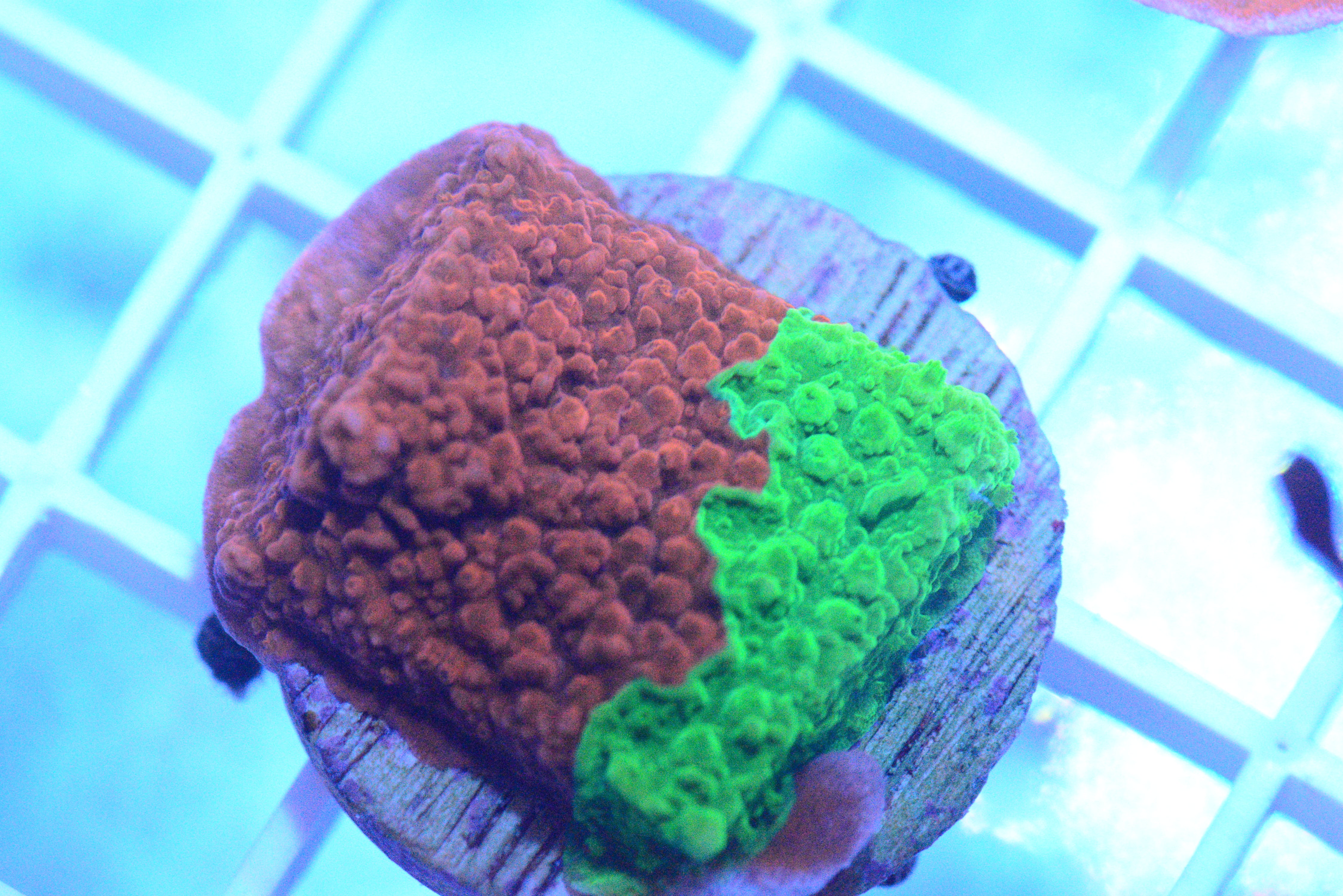 Grafted Montipora Cap. Coral - WYSIWYG!