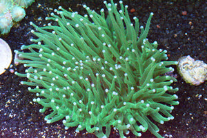 Long Tentacle Plate Coral: Heliofungia XL - WYSIWYG!