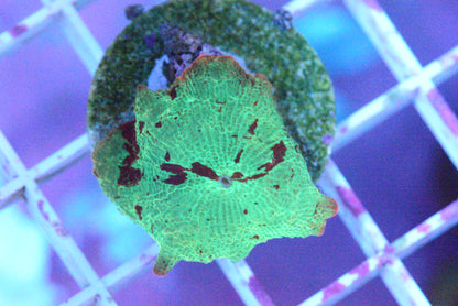 Jawbreaker Mushroom Coral Eclectus - WYSIWYG!