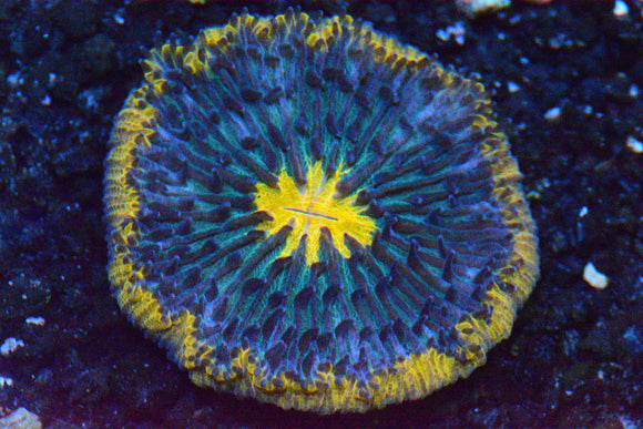 Plate Coral: Ultra - WYSIWYG!