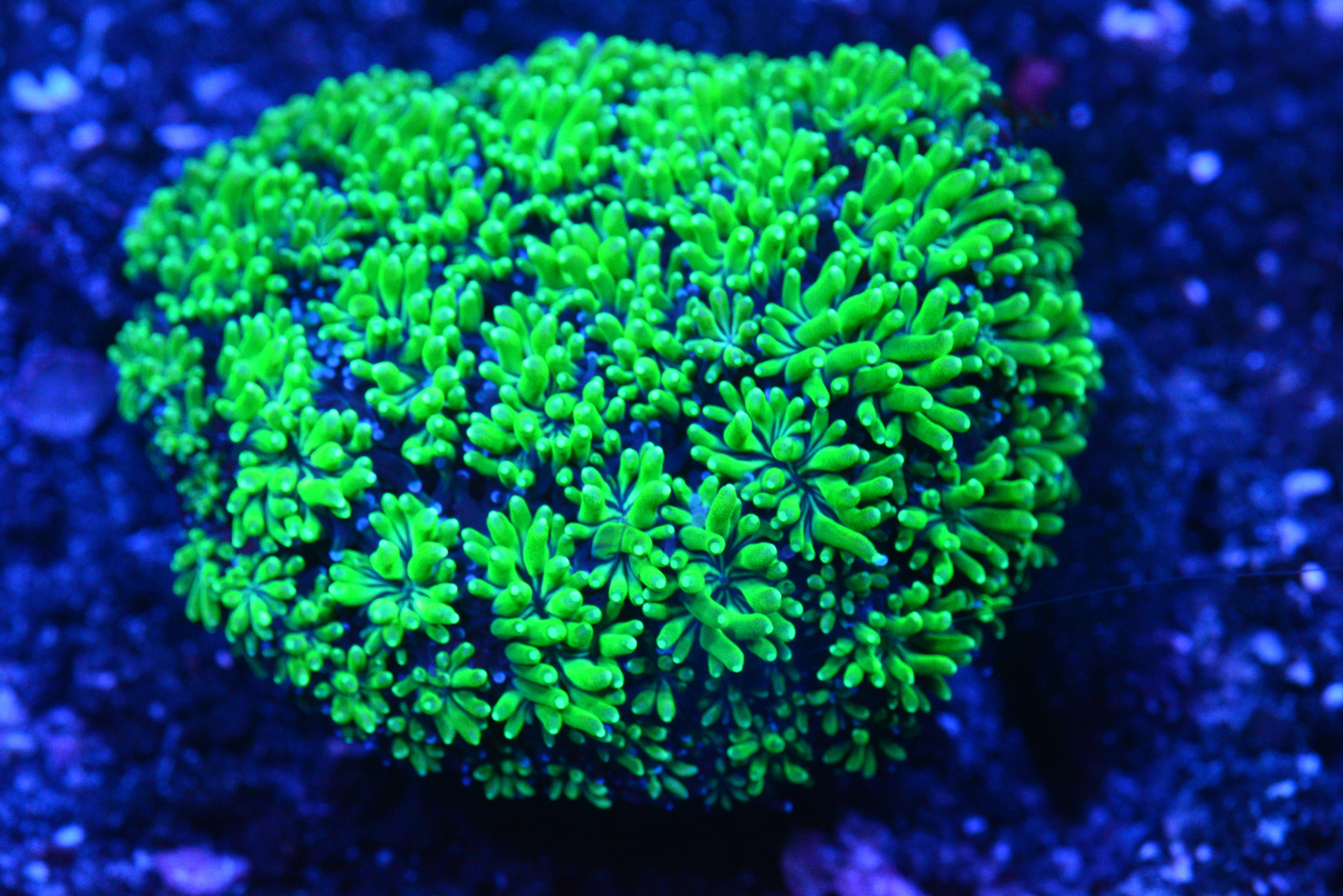 Beetlejuice Galaxea Coral - WYSIWYG!