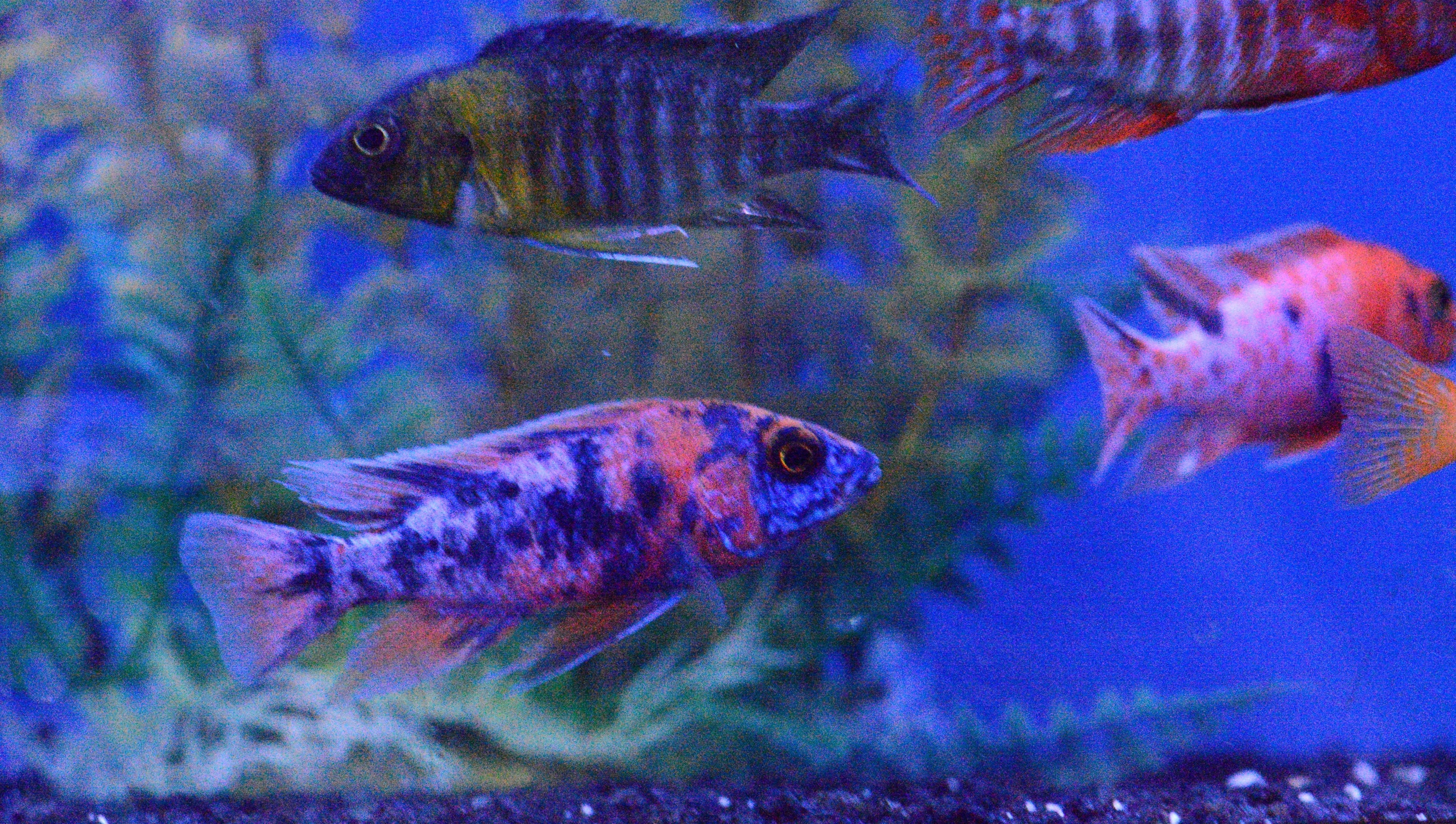 Assorted Premium Peacock