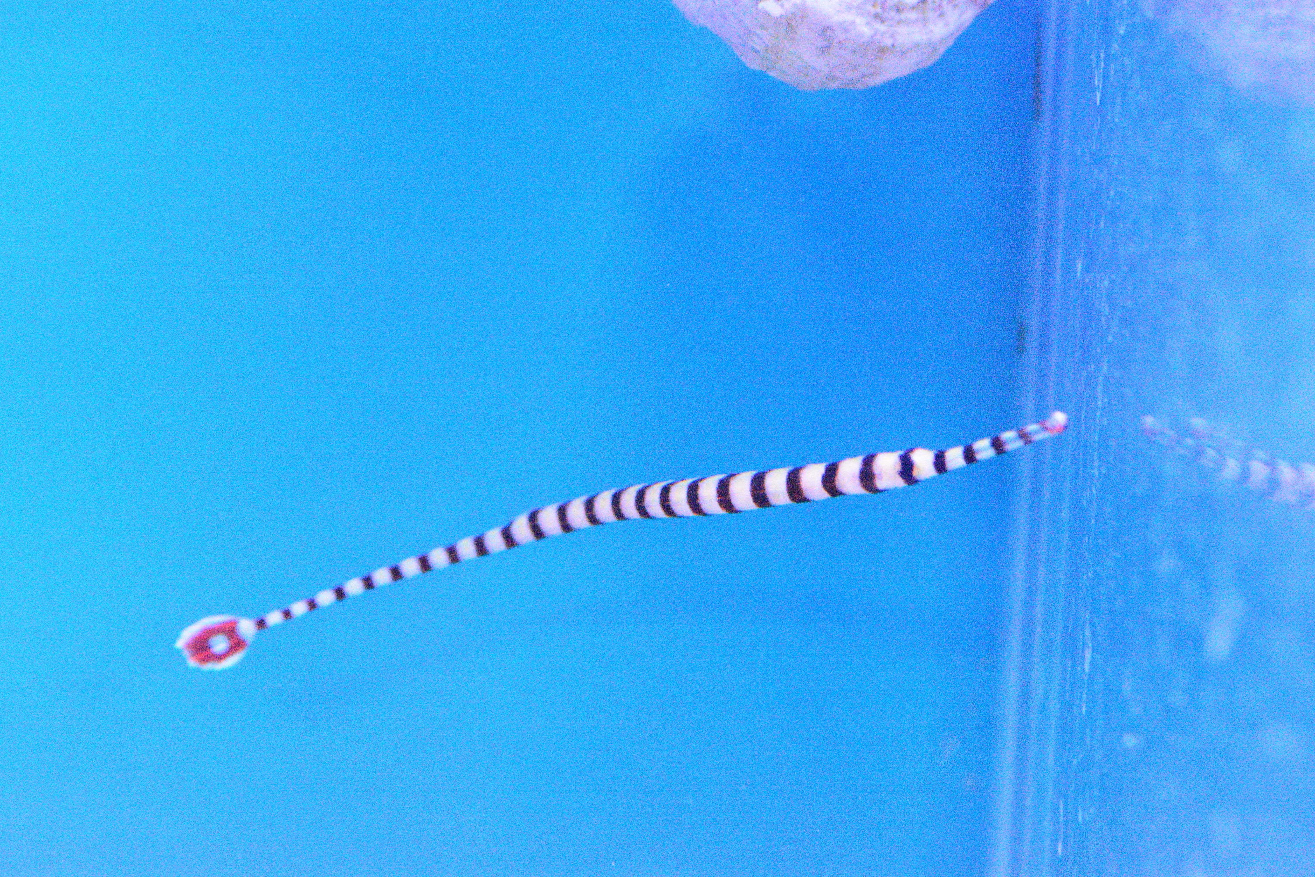 Banded pipefish
