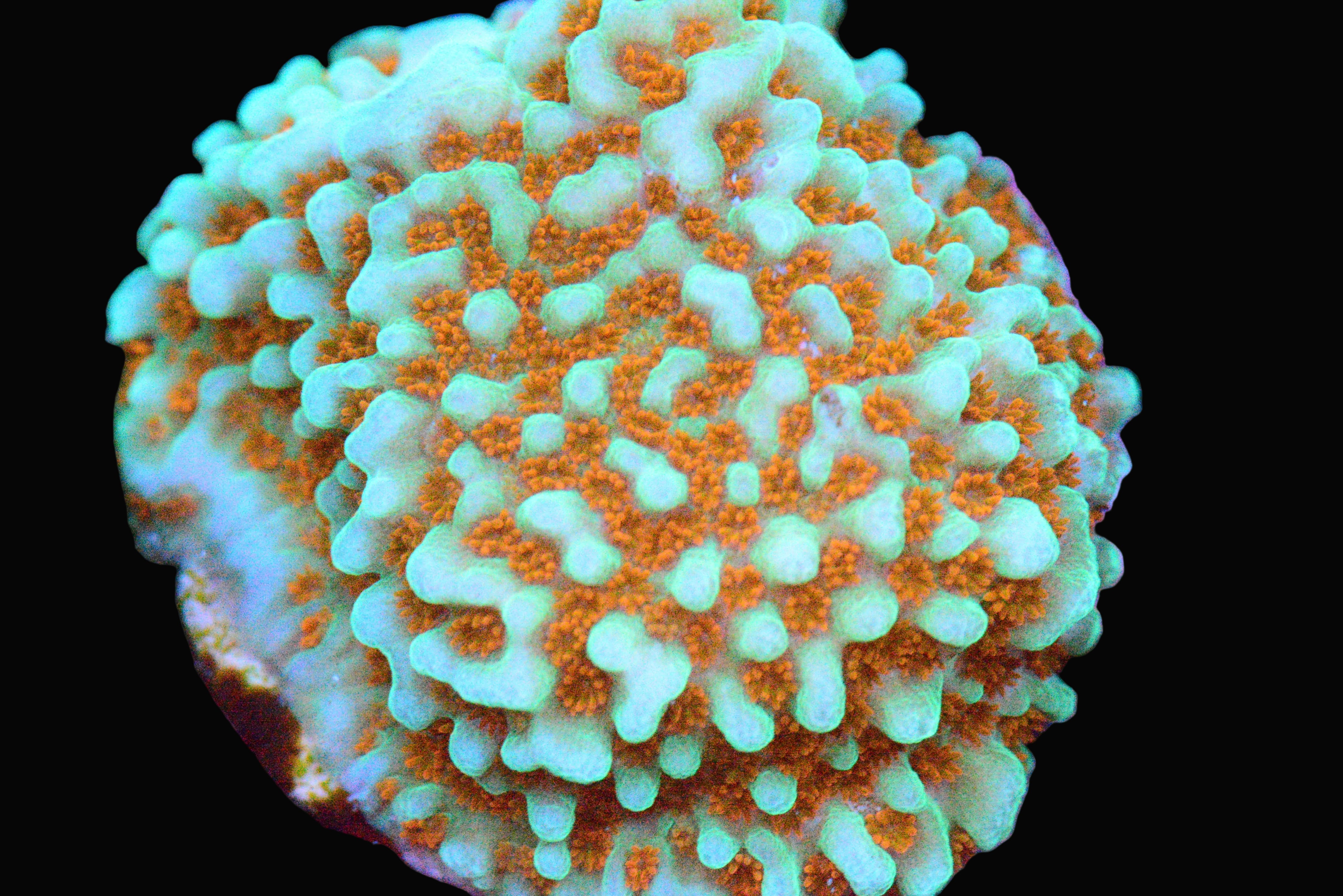 Aquaman Montipora Coral - WYSIWYG!