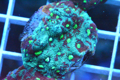War Coral Frag
