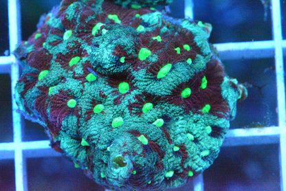 War Coral Frag