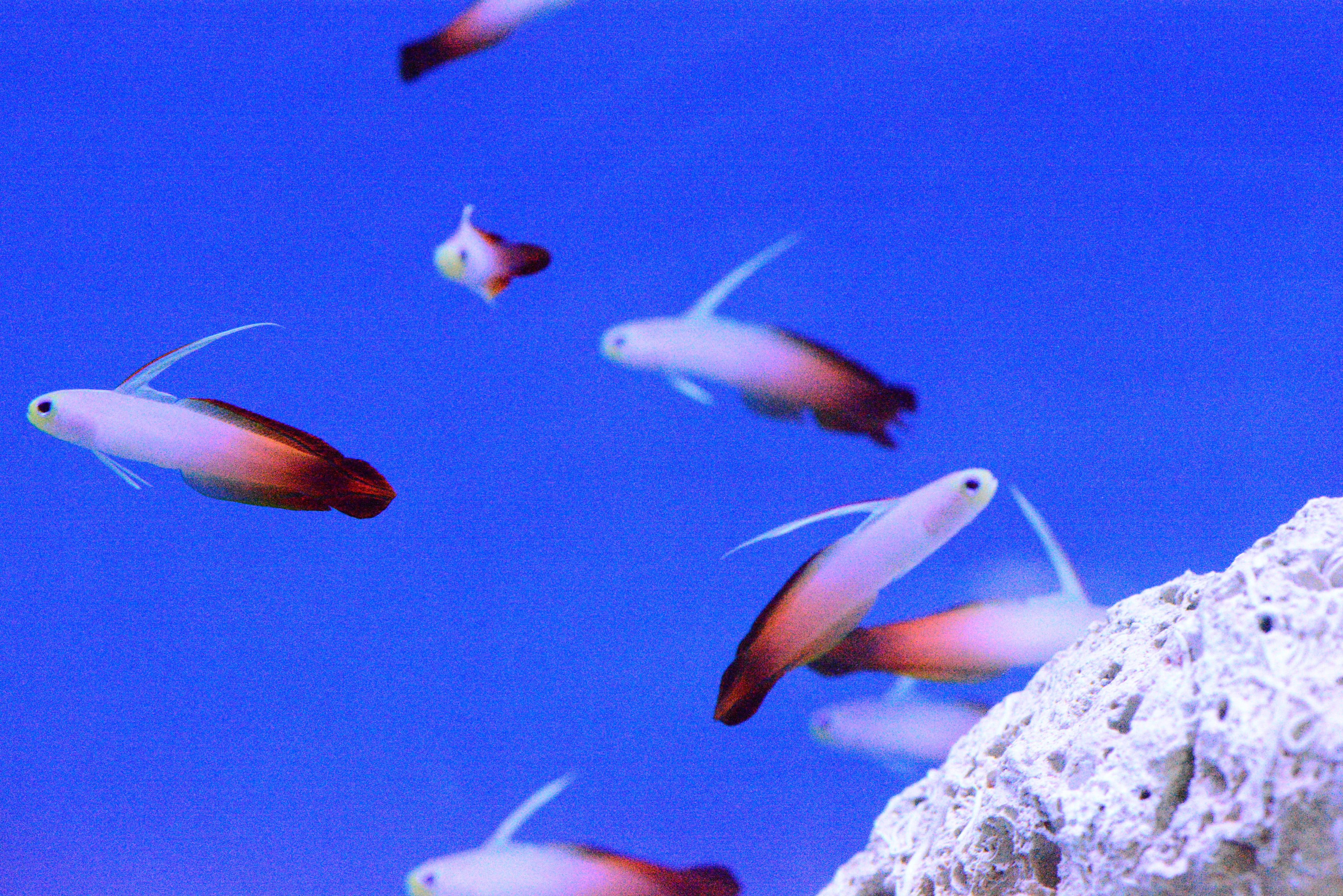 FireFish