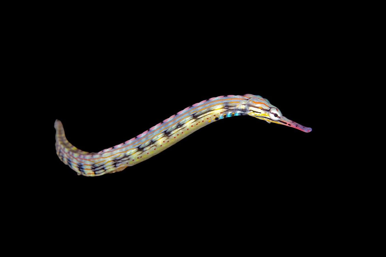 Dragonface pipefish