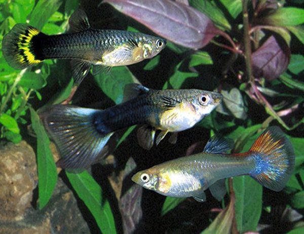 Assorted Fancy Guppy Female