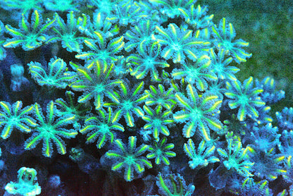 Firework Clove Polyp